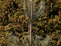 Pinus sylvestris Bagon IMG_3784 Sosna pospolita